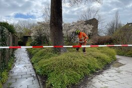 Drie woningen in Zwaag uit voorzorg ontruimd vanwege instabiele boom