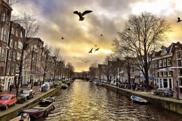 Afname vogelpopulaties in stedelijk gebied