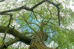 De verrassende eigenaardigheden van bomen