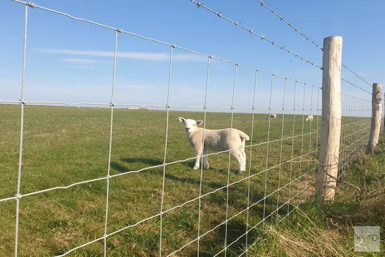 Snel je tuin afschermen met schapengaas