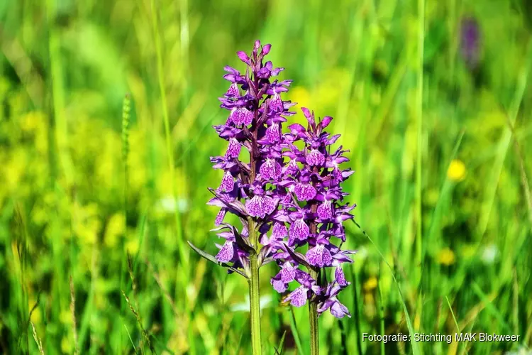 O jee, een orchidee!