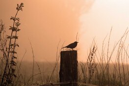 Vroege vogel wandeling