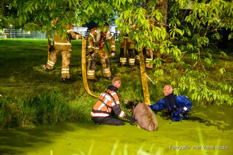 Brandweer haalt stier uit sloot bij Hoornse kinderboerderij