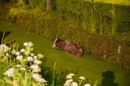 Brandweer haalt stier uit sloot bij Hoornse kinderboerderij