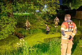 Brandweer haalt stier uit sloot bij Hoornse kinderboerderij