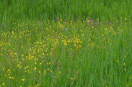 Orchideeënwandeling