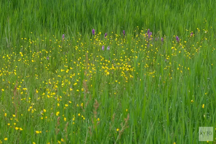Orchideeënwandeling
