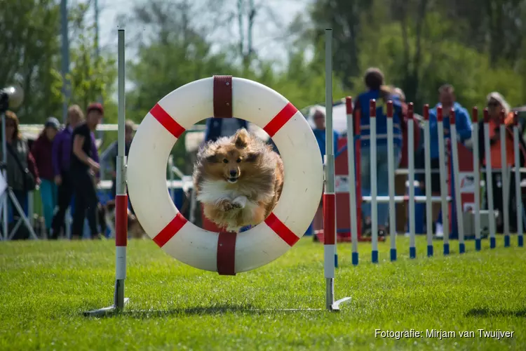 Agilitywedstrijd 4 juni Kynologen Club West-Friesland Hoorn