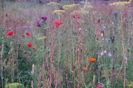 Mozaïek maken op zondag 9 juli van 14:00 – 15:30