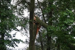 Woningen ontruimd in Enkhuizen vanwege vallende bomen