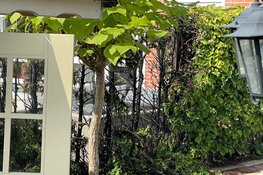 Coniferenhaag in brand in Hoorn