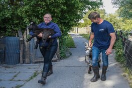 Word weekendvrijwilliger op de Kijkboerderij