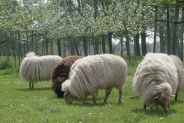 Word weekendvrijwilliger op de Kijkboerderij