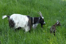Word weekendvrijwilliger op de Kijkboerderij