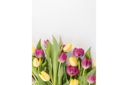 Kunst tulpen de trend van 2024 lees hier waarom!