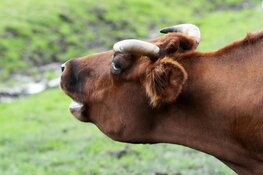 Pratende koeien leren verstaan in het Rundveemuseum op 21 april