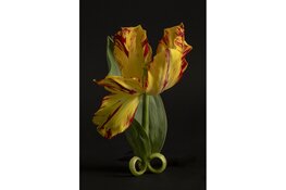 Tulpen en bronzen op Rembrandt-expositie in Hoorn