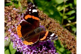 Tuinvlindertelling 2024