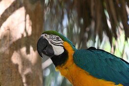 Ouwehands Dierenpark: Alles wat je moet weten