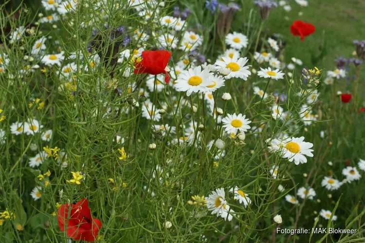 Bloemzaadbommen maken bij MAK Blokweer