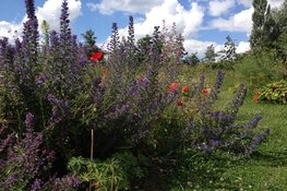 Bloemzaadbommen maken bij MAK Blokweer