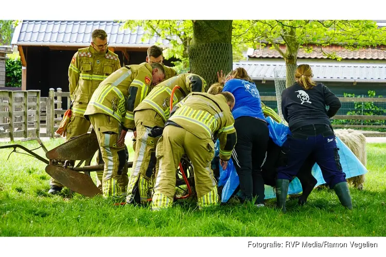 Brandweer in actie op kinderboerderij om vastzittend stiertje te redden