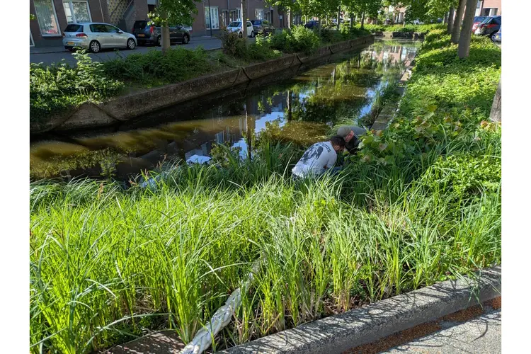 Nieuwe touwen in Kersenboogerd moeten verdrinking van dieren tegengaan