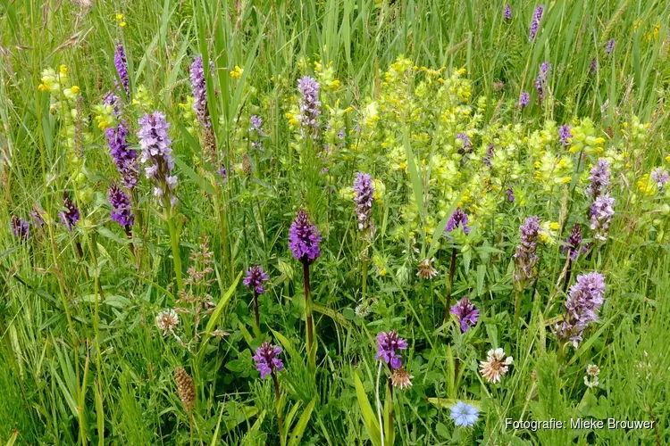 Orchideeënwandeling bij MAK Blokweer