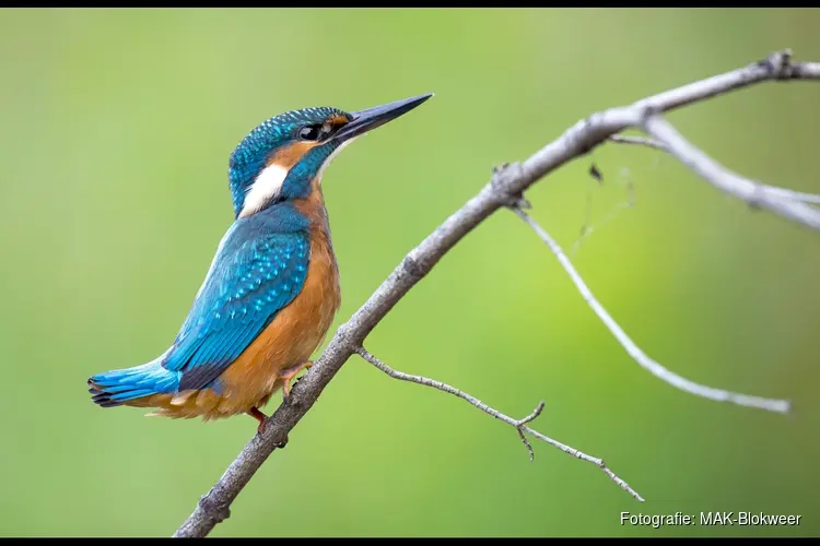 Vogelsafari voor kinderen bij MAK Blokweer