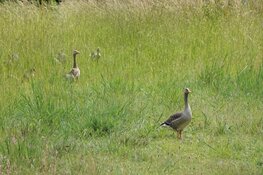 Groep ganzen veroorzaakt botsing op N307 Zwaag