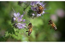 Basisscholen krijgen bijenles dankzij nieuw educatieprogramma van de Bijenstichting