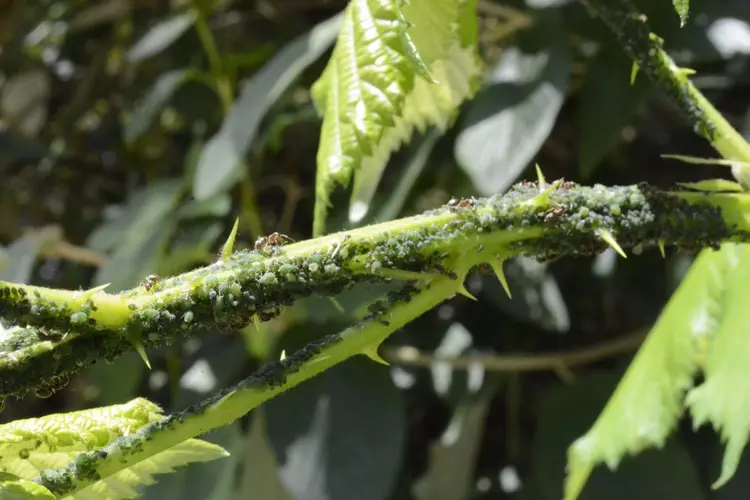 Biobestrijding als natuurlijke oplossing tegen plagen