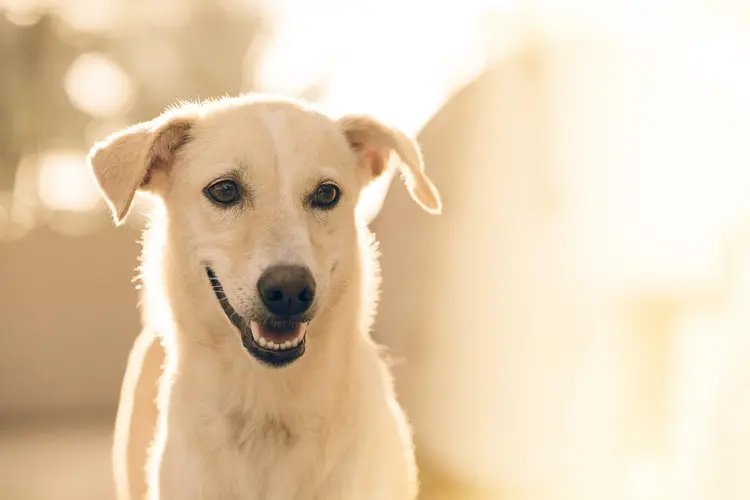 Geleidehonden – van pup tot pensioen