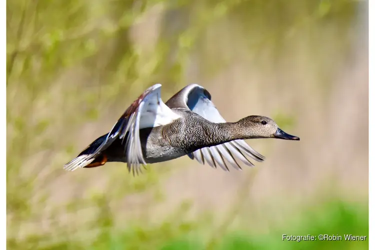 Vogeltrek & vogelhonger bij MAK Blokweer