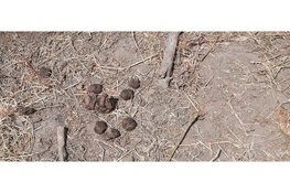 Poeplekker bij MAK Blokweer