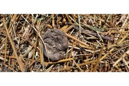 Poeplekker bij MAK Blokweer