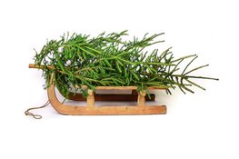 Kerstboom versnipperen op zaterdag 10 januari