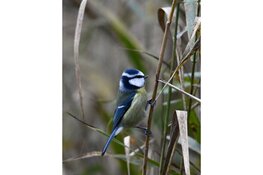 Lezing over wintervogels: wintergasten, standvogels en lange vogelreizen