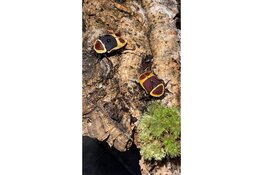 ‘Kevers enzo’ bij MAK Blokweer