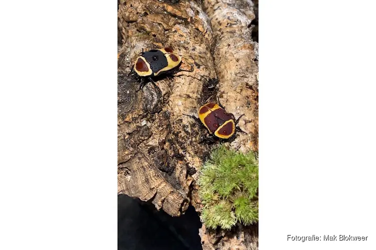 ‘Kevers enzo’ bij MAK Blokweer