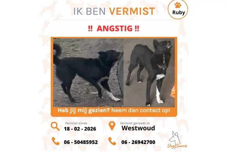 Hond Ruby vermist vanuit Westwoud. Voor het laatst gezien in Bangert-Oosterpolder Zwaag