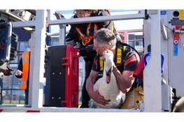 De brandweer en dierenambulance zijn vanmorgen opgeroepen voor een dier in nood aan de Strip in Zwaag