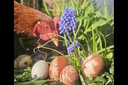 Lente vol natuurbeleving bij MAK Blokweer: Biomarkt en Paasactiviteiten