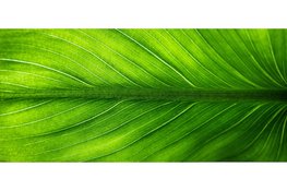 Wanneer kies je een groen inrichter voor je project?