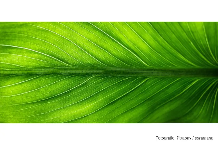 Wanneer kies je een groen inrichter voor je project?