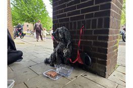 Hondje uren lang vergeten buiten bij supermarkt in Hoorn