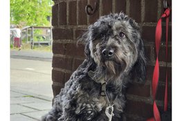 Hondje uren lang vergeten buiten bij supermarkt in Hoorn