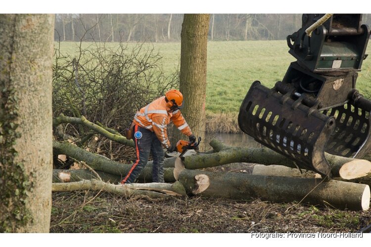 Iepenziekte maakt snelle kap in juli 2026 noodzakelijk