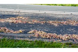 N307 deels afgesloten nadat slachtafval uit vrachtwagen op weg beland