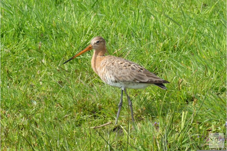 Natuurbeheerplan 2027 vastgesteld: Gerichte bescherming van Natura 2000-gebieden en de grutto